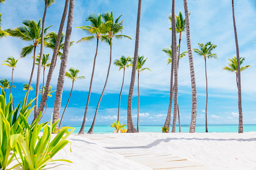 An empty tropical beach with wooden walkway leading to blue water. The beach has white sand and tall palm trees with green fronds. The water is a bright blue and the sky is a light blue with a few clouds. There are a few green plants in the foreground. The mood of the image is peaceful and serene. This photo can be used for travel, vacation, nature, or relaxation themes.