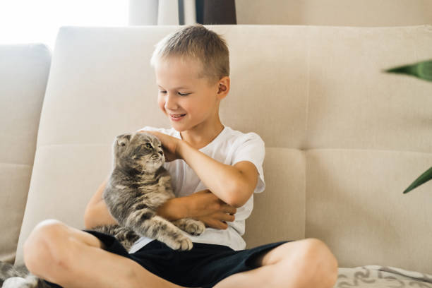 child playing with cat. little boy snuggling cute pet animal sitting on white couch in sunny living room at home. kid play with pet. children and domestic animals. - child domestic cat little boys pets imagens e fotografias de stock