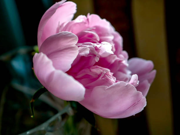 Macro photo of a pink peony flower showing stamen en pistil.