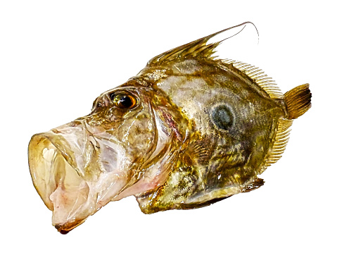 John Dory (St. Peter's fish, Matoudai, Zeus faber) that stretches its mouth like a large trumpet when preying on prey. A picture retouched in the last style (White background picture)
