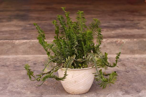 istock Euphorbia tithymaloides (Slipper Flower, zig-zag plant) 1578334411