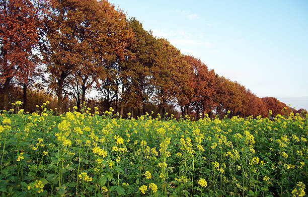 Field of rapeseed with oak trees in the background