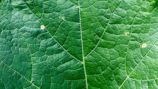 Abstract wallpaper background: Leaf veins