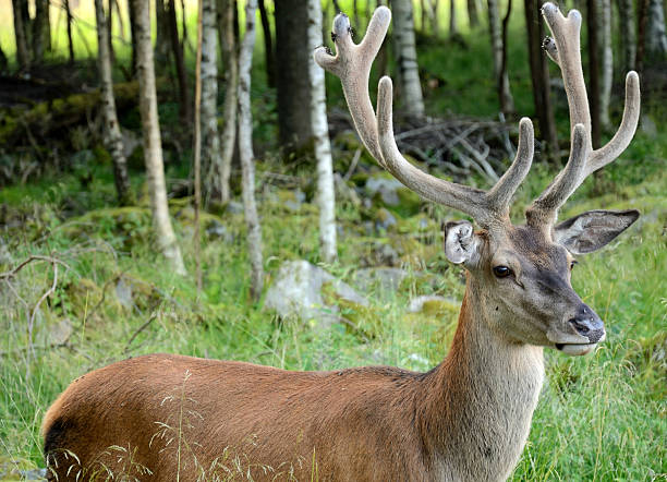 istock Profile of wild dear 157835561