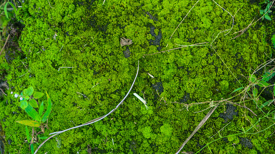 mossy concrete and overgrown with weeds