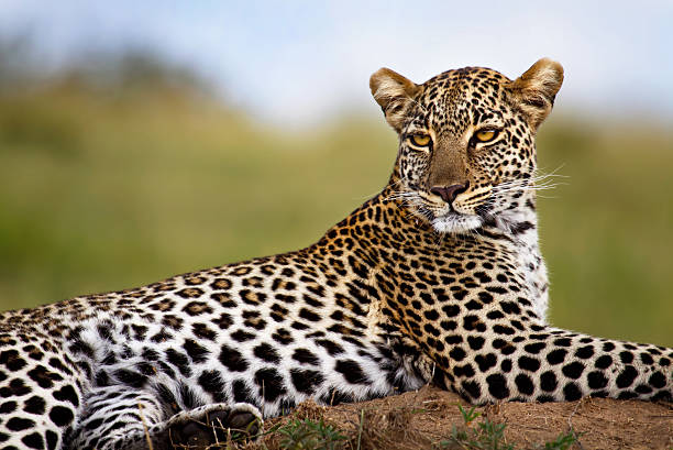 Leopard female on termite mound, Masai Mara, Kenya stock photo