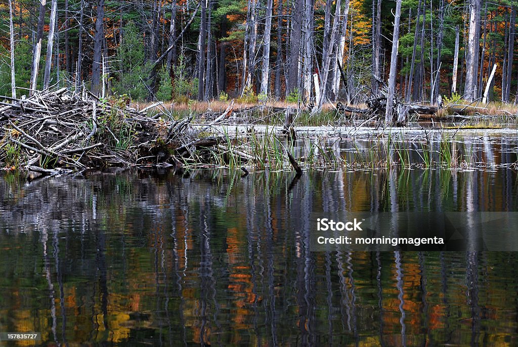 Diga del castoro - Foto stock royalty-free di Acqua