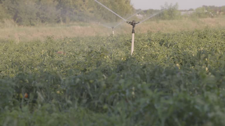 A sprayer sprays a field with planted tomatoes