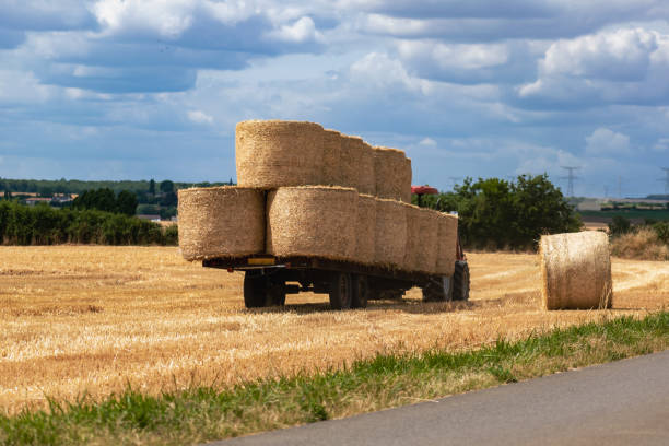 istock Haystacks on a wheat field at summertime, rural scene 1578363357