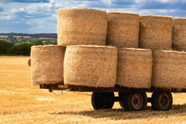 istock Haystacks on a wheat field at summertime, rural scene 1578363527