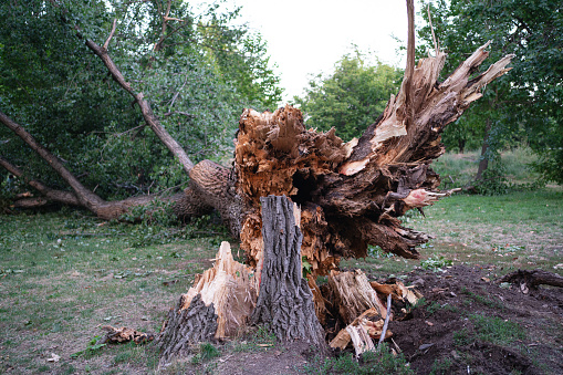Fallen tree after the storm