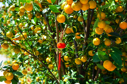 vietnamese tangerine tree close up