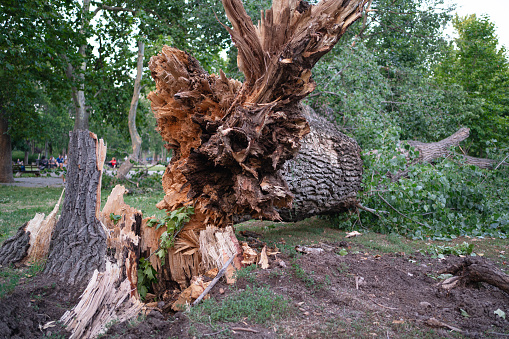 broken stem of fallen tree after storm