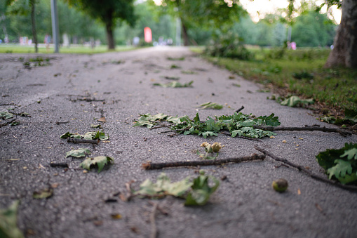Leaves and small branches on the wet path after a storm