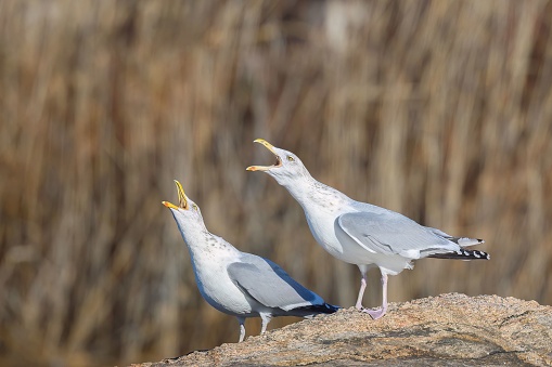 Two seagulls perched atop a rocky outcropping, one of the birds appearing to be in mid-conversation