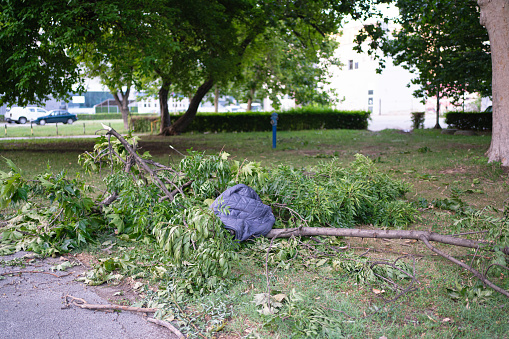 Jacket on a fallen tree branch after an storm