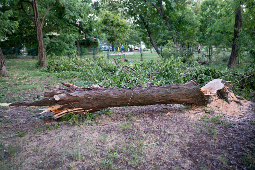 Fallen tree after the storm