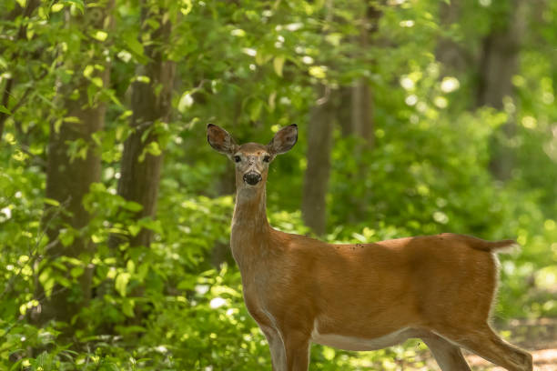 istock White-tailed Doe stops and stares as she walks through the woods 1578384142