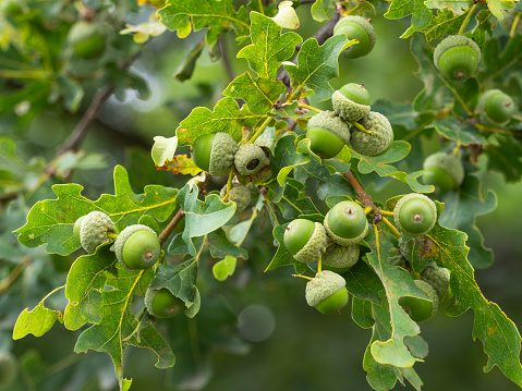 Sessile Oak (Quercus petraea) - Küre Mountains National Park