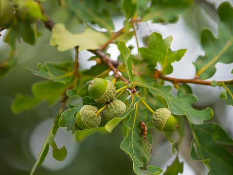 Clusters of young acorns appearing on an English Oak tree in a country park in South East London.