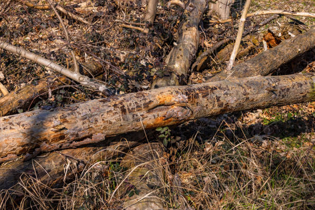 Dead trees and logs on forest floor after storm and drought in climate change in Germany