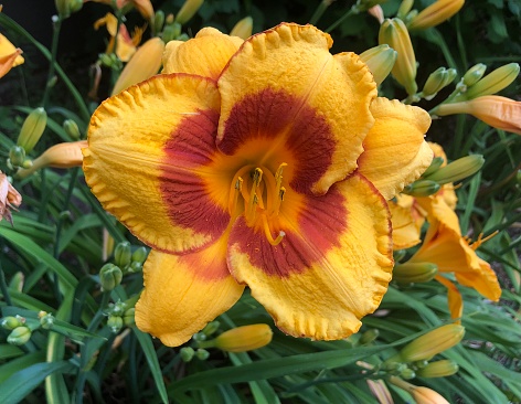 Yellow and red day lily with green background