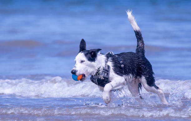 istock A Border Collie puppy 1578414115
