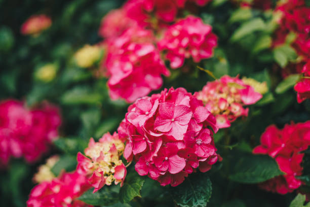 Bright pink Hydrangea flowers in the garden