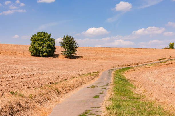 Lonely dirt road up hill through dried up fields and two trees with nice clouds, Germany