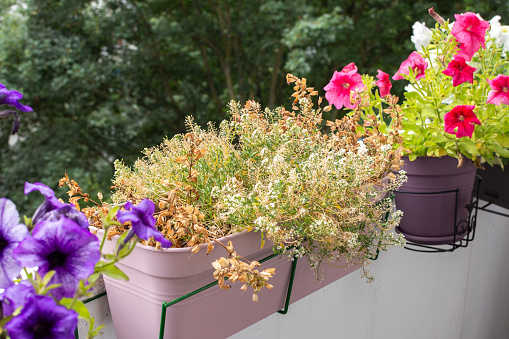 Colorful flower boxes full of blooming white, purple petunias  with red geraniums on deck handrail