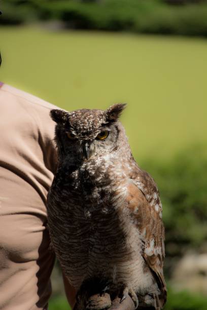 istock a man is holding an owl while it stares towards the camera 1578434696