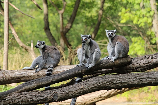 Five Lemur primates perched atop a log in a tranquil river landscape