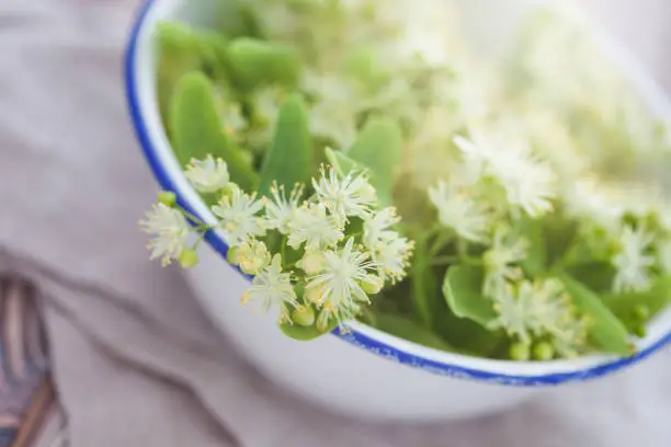bowl full of linden flowers - herbal medicine
