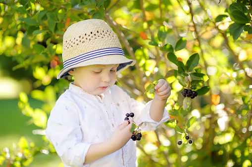 Cute stylish toddler boy picking chokeberry in domestic garden on sunny day. Outdoors activities and fun for children in summer. Mommy's helper