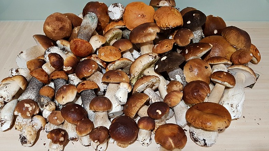 Many large and small porcini mushrooms were collected in the autumn forest.