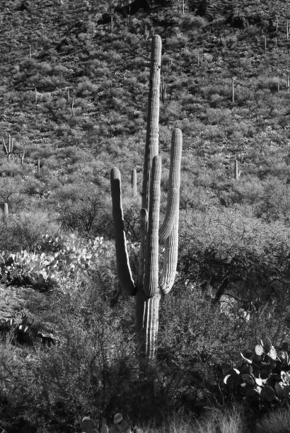 istock Infrared Saguaro Cactus Sonora desert Arizona 1578477308