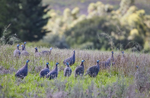 A group of guineafowls in a lush grassy meadow.  Wellington, South Africa.