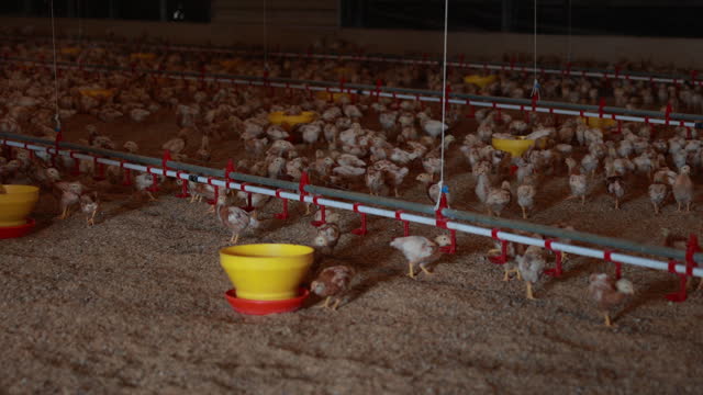 Capturing the Essence of Farming - Fluffy Chickens and Livestock in a Warm Indoor Barn - Serene Rural Agriculture