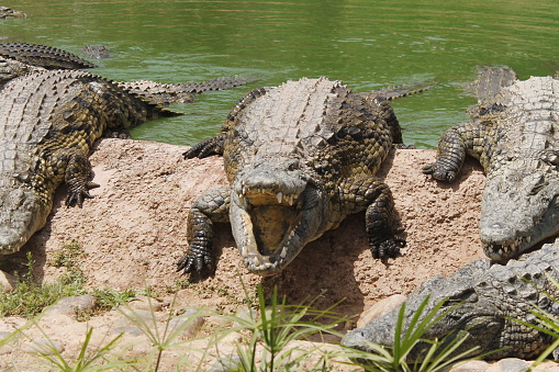 Crocodiles bask in the sun. Adult Dangerous Crocodile in Green Water