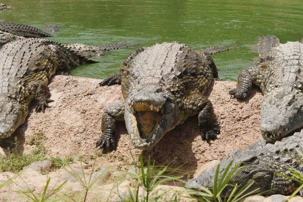 Photo of Group of crocodiles coming out of the water to eat. Crocodiles get ready to attack prey. Group of nile crocodiles. nile crocodile opening its mouth. Savage reptiles attack prey.