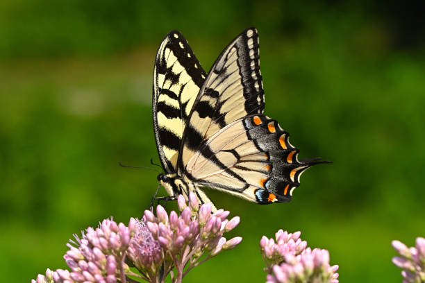 тигровый ласточкин хвост на сорняке джо-пай 3 - tiger beauty in nature insects nature стоковые фото и изображения