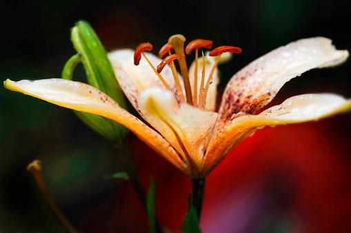 Beautiful close up photo of orange cream coloured Lily flower with rust burgundy specklesband dewdrops against warm dark soft focus background