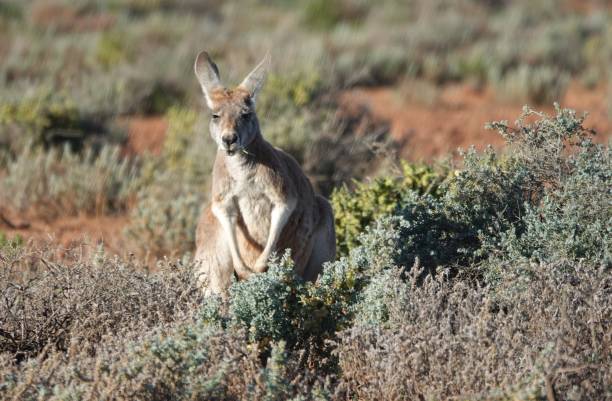 istock Red and Mountain Kangaroos 1578498658