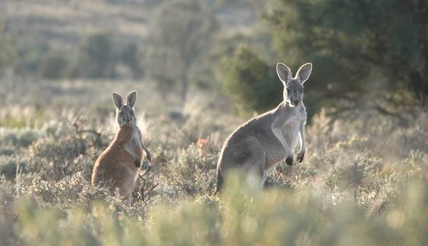 istock Red and Mountain Kangaroos 1578499235