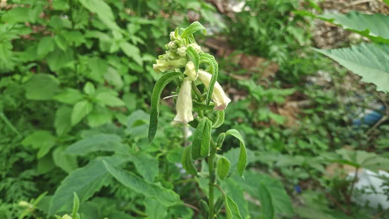 Closeup of sesame plant flowers and seeds, an ayurvedic herb plant