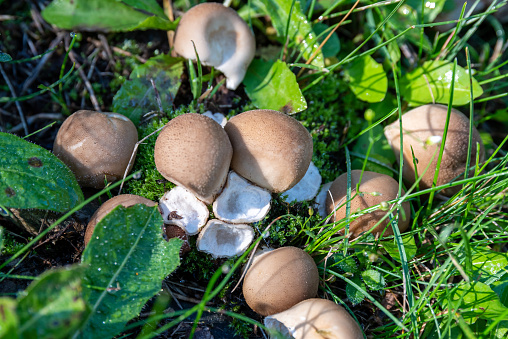 Wild Mushrooms in the Mountains