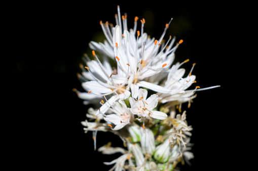 Flower of Asphodelus albus asphodel, rod of San José, gamoncillo or white gamón in Valle del Ambroz horizontally