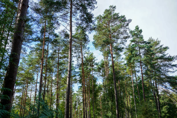 istock Looking in to a woodland of pine tree trunks 1578535596