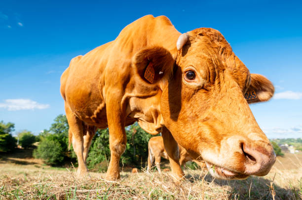 istock Close up of a cow from the ground 1578536199