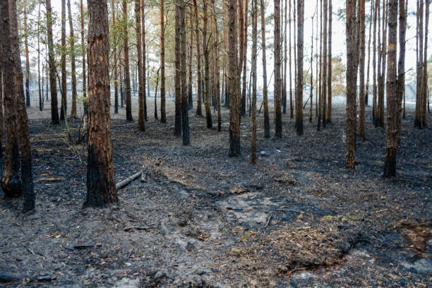 istock Close up of burnt pine forest floor 1578542091